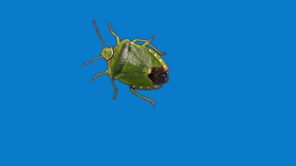Зеленый вонючий жук, синий фон — стоковое видео