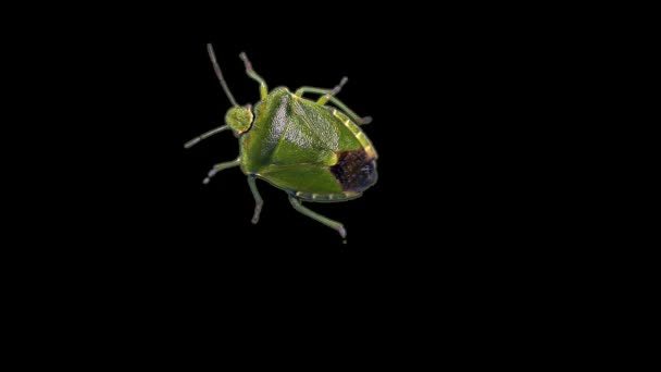 Groene stink bug, zwarte achtergrond — Stockvideo