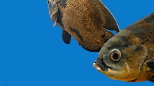 Tropikalne ryby Amazonii - Tiger Oscar, niebieskie tło — Wideo stockowe
