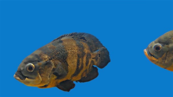 Amazone Tropical Fish - Tiger Oscar, fond bleu — Video