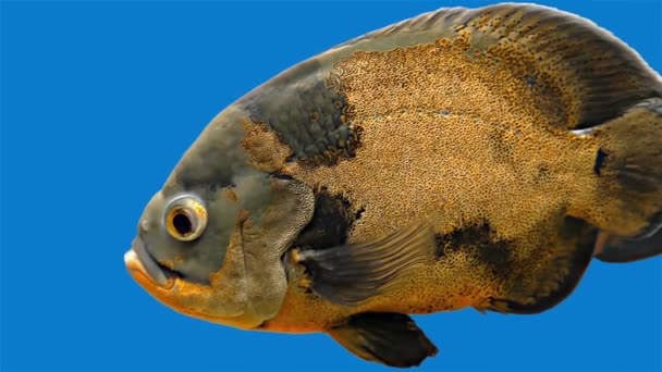 Amazon tropické ryby - Tiger Oscar, modré pozadí — Stock video