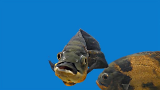 Amazon Tropical Fish - Tiger Oscar, Blue Background — Stock Video