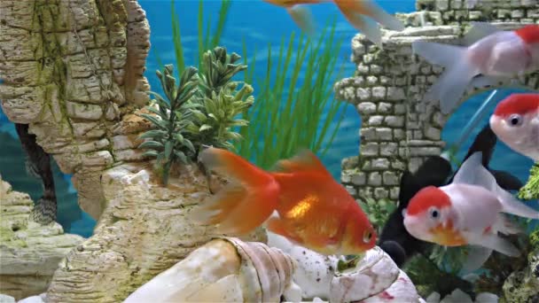 Риби в акваріумі золота рибка, чорний телескоп золота рибка — стокове відео