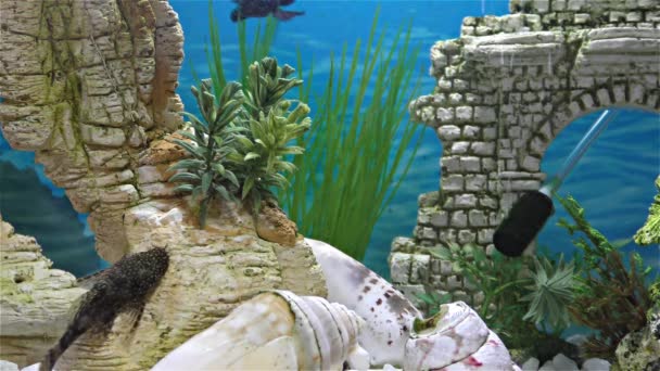 Poissons dans l'aquarium poissons rouges, poissons rouges télescopiques noirs — Video