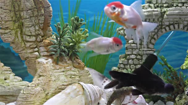 Рыбки в аквариуме золотые рыбки, чёрный телескоп золотые рыбки — стоковое видео