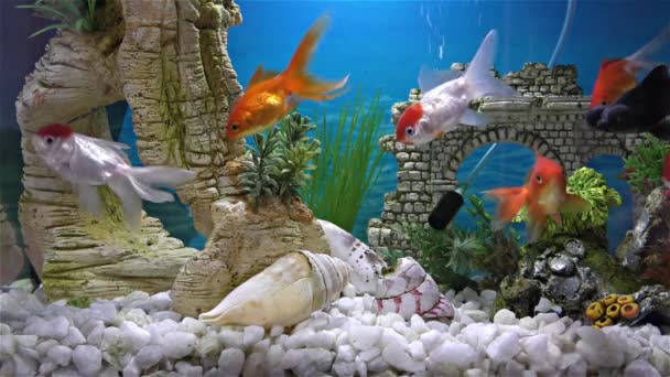 Peces en el acuario peces de colores, telescopio negro peces de colores — Vídeos de Stock