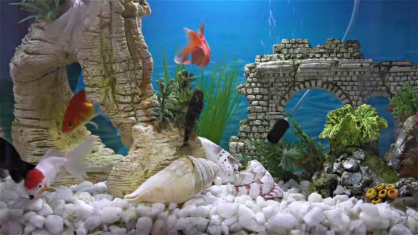 Peces en el acuario peces de colores, telescopio negro peces de colores — Vídeo de stock