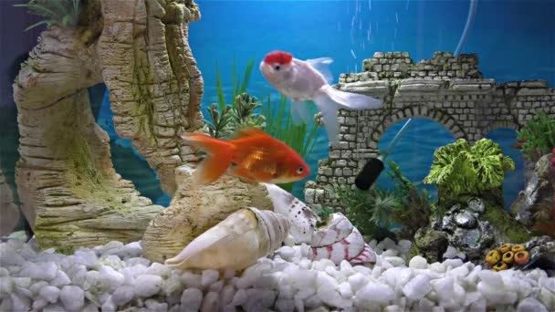 Fish in the aquarium  goldfish, black telescope goldfish — Stock Video