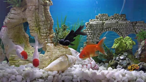 Poissons dans l'aquarium poissons rouges, poissons rouges télescopiques noirs — Video