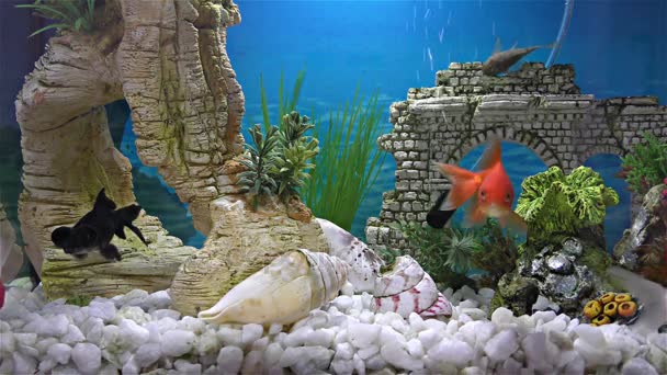 Ryby w akwarium goldfish, goldfish czarny teleskop — Wideo stockowe