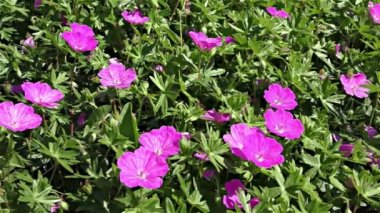 Yaz çiçek orman ve Bahçe, ağır çekim