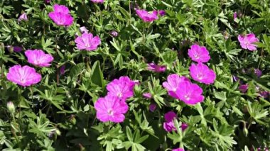 Yaz çiçek orman ve Bahçe, ağır çekim