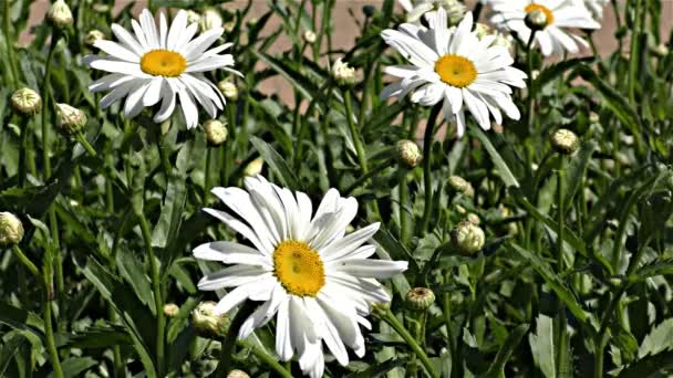 Zomerbloemen in bos en Tuin, langzame motie — Stockvideo