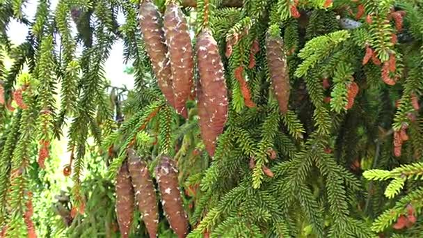 Fir tree branch with cones, slow motion — Stock Video