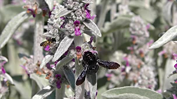 Nagy lila Carpenter méh - Xylocopa violacea - fekete darázs, fekete Hornet, lassú mozgás — Stock videók