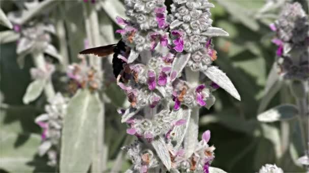 Μεγάλο βιολετί μέλισσα ξυλουργός - Xylocopa περιοχές - μαύρη σφήκα, μαύρη σφήκα, αργή κίνηση — Αρχείο Βίντεο