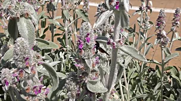 Nagy lila Carpenter méh - Xylocopa violacea - fekete darázs, fekete Hornet, lassú mozgás — Stock videók
