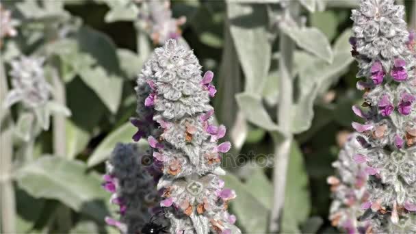 Μεγάλο βιολετί μέλισσα ξυλουργός - Xylocopa περιοχές - μαύρη σφήκα, μαύρη σφήκα, αργή κίνηση — Αρχείο Βίντεο