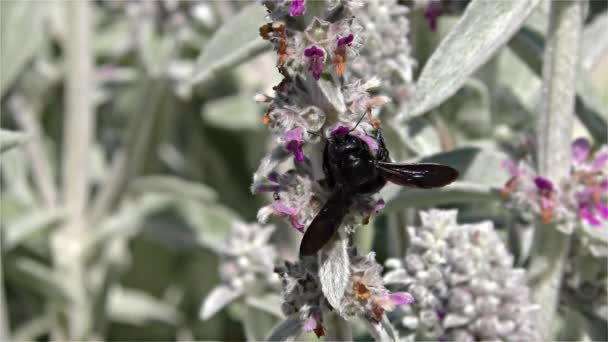 Abelha grande violeta carpinteiro - Xylocopa violacea - Vespa preta, Black Hornet, câmera lenta — Vídeo de Stock