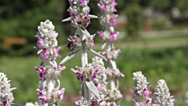 큰 보라색 목수 꿀벌-Xylocopa violacea-검정 말 벌, 블랙 호 넷, 슬로우 모션 — 비디오