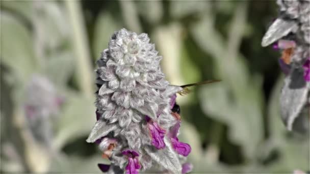 Μεγάλο βιολετί μέλισσα ξυλουργός - Xylocopa περιοχές - μαύρη σφήκα, μαύρη σφήκα, αργή κίνηση — Αρχείο Βίντεο