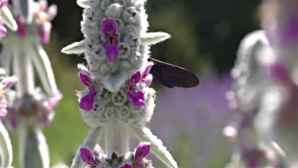 大紫木匠蜜蜂-Xylocopa violacea-黑黄蜂，黑色大黄蜂慢动作 — 图库视频影像