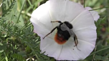 bir çiçek üzerinde Bumble bee