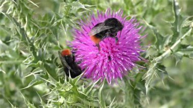 bir çiçek üzerinde Bumble bee