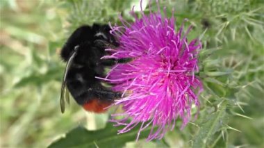 bir çiçek üzerinde Bumble bee