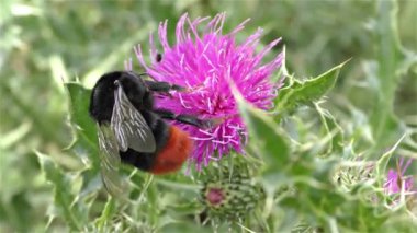 bir çiçek üzerinde Bumble bee
