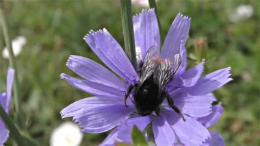 bir çiçek üzerinde Bumble bee