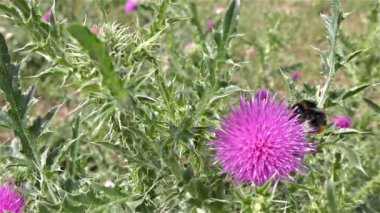 bir çiçek üzerinde Bumble bee