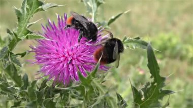 bir çiçek üzerinde Bumble bee