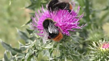 bir çiçek üzerinde Bumble bee