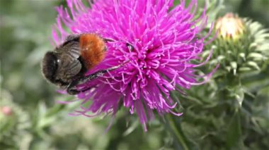 bir çiçek üzerinde Bumble bee