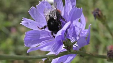 bir çiçek üzerinde Bumble bee