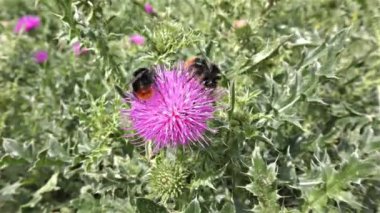 bir çiçek üzerinde Bumble bee