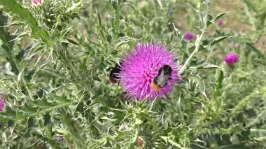 bir çiçek üzerinde Bumble bee