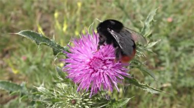 bir çiçek üzerinde Bumble bee