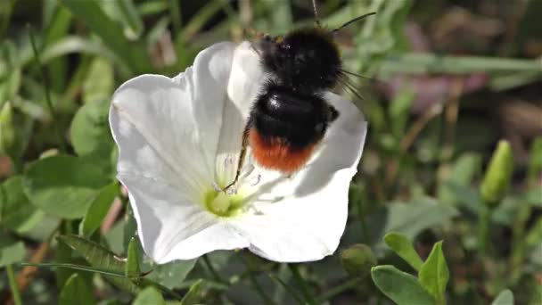 Bumble bee on a flower — Stock Video