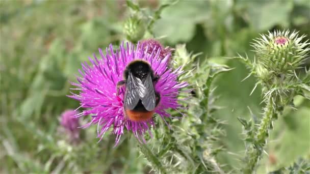 Джмель бджола на квітці — стокове відео