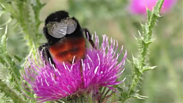 Bumble bee op een bloem — Stockvideo