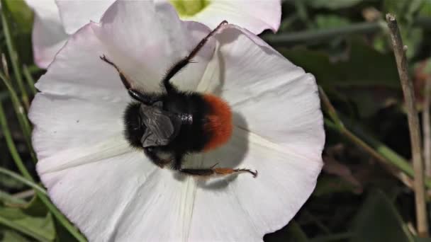 Bumble abeja en una flor — Vídeo de stock