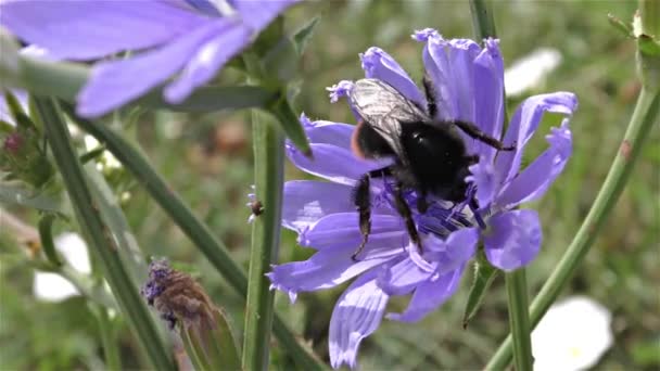 Bumble abeja en una flor — Vídeos de Stock