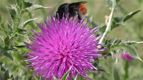 Bumble bee op een bloem — Stockvideo