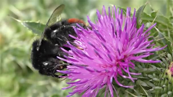 Bumble abeja en una flor — Vídeo de stock