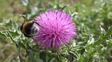 bir çiçek üzerinde Bumble bee