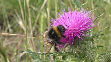 bir çiçek üzerinde Bumble bee