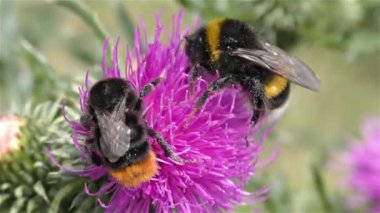 bir çiçek üzerinde Bumble bee