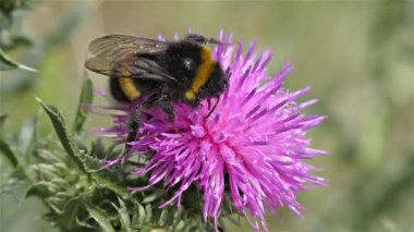 bir çiçek üzerinde Bumble bee